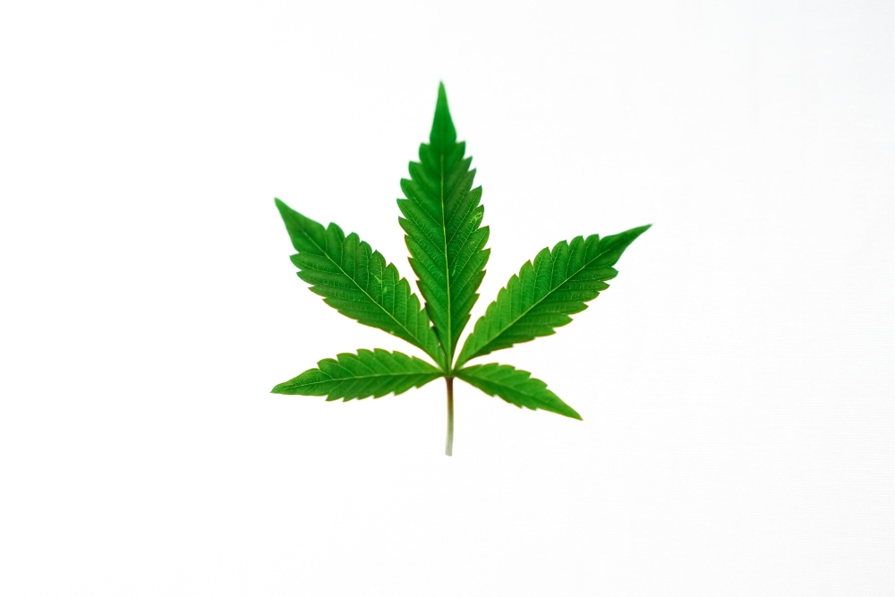 cbd strains for social anxiety, Do CBD Strains for Social Anxiety Provide Relief?