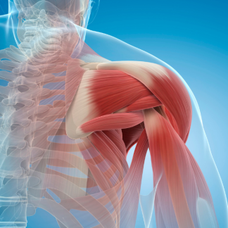 How Long Does it Take to Recover from a Shoulder Muscle Tear?