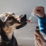Dog using innovative extracts beef CBD oil for dogs