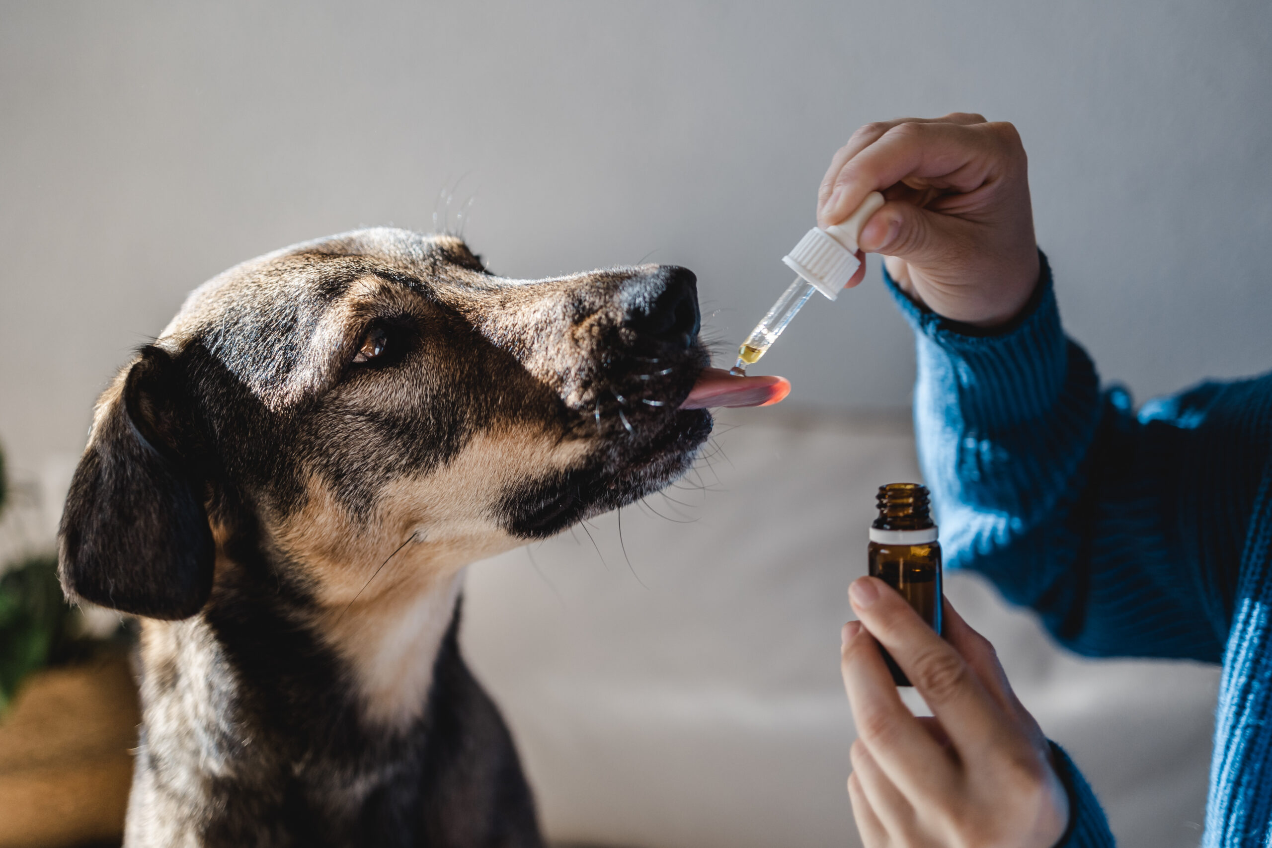 Dog using innovative extracts beef CBD oil for dogs