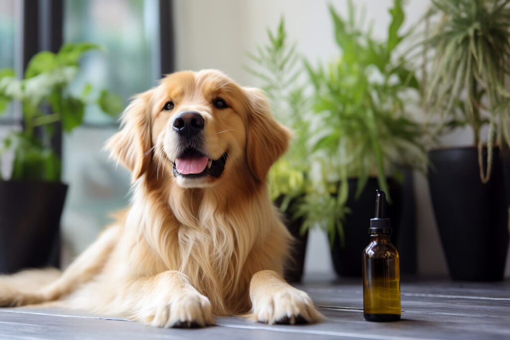 A relaxed dog resting at home beside Innovative Extracts pet CBD oil